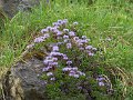 (17) Matted Globularia (Globularia cordifolia)